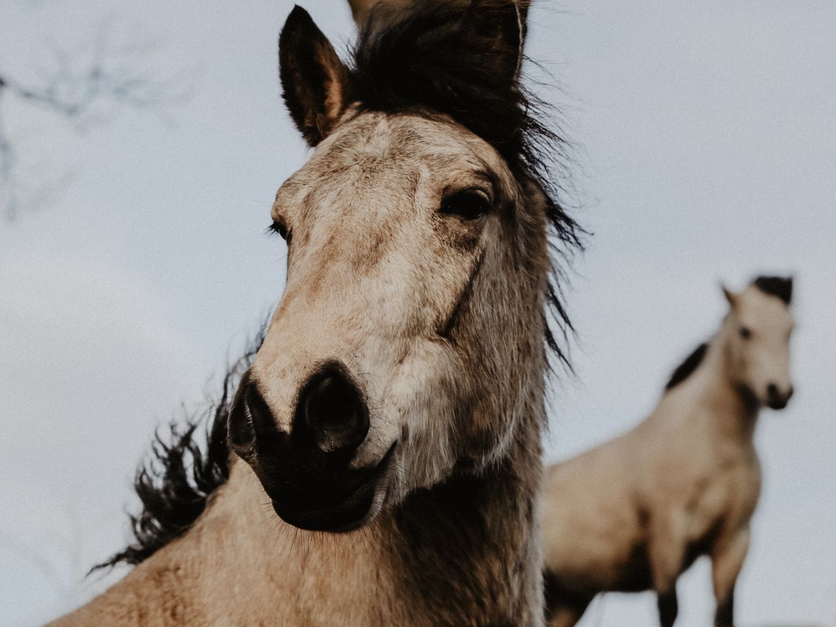 Mrvica, shetland poni