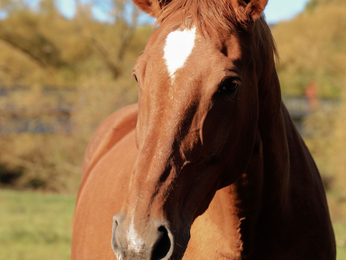 Kesten, haflinger